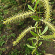 Blütenfoto Salix x sepulcralis